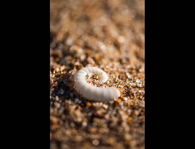 1,375M² VACANT LAND FOR SALE IN SEATON ESTATE